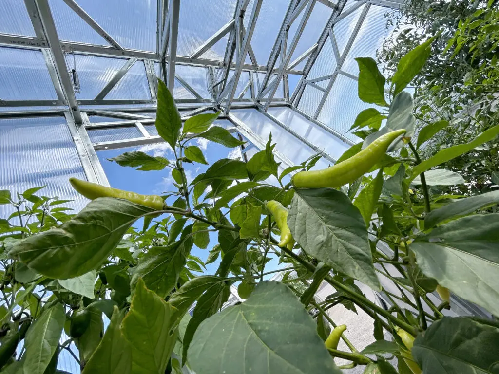 Plants being protected in a greenhouse, with a view of the sky