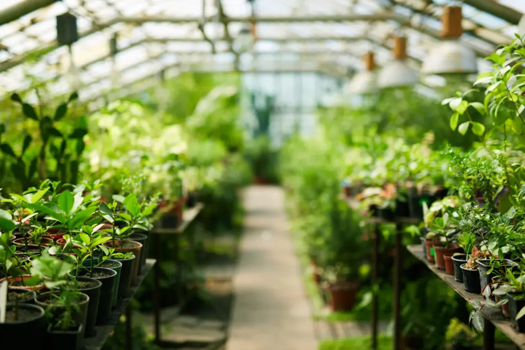 Inside of greenhouse showing plants growing in the sun.