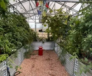 Interior view of a steel-framed greenhouse from B&T Manufacturing with full plant beds