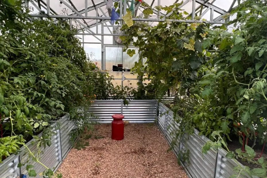 Interior view of a steel-framed greenhouse from B&T Manufacturing with full plant beds