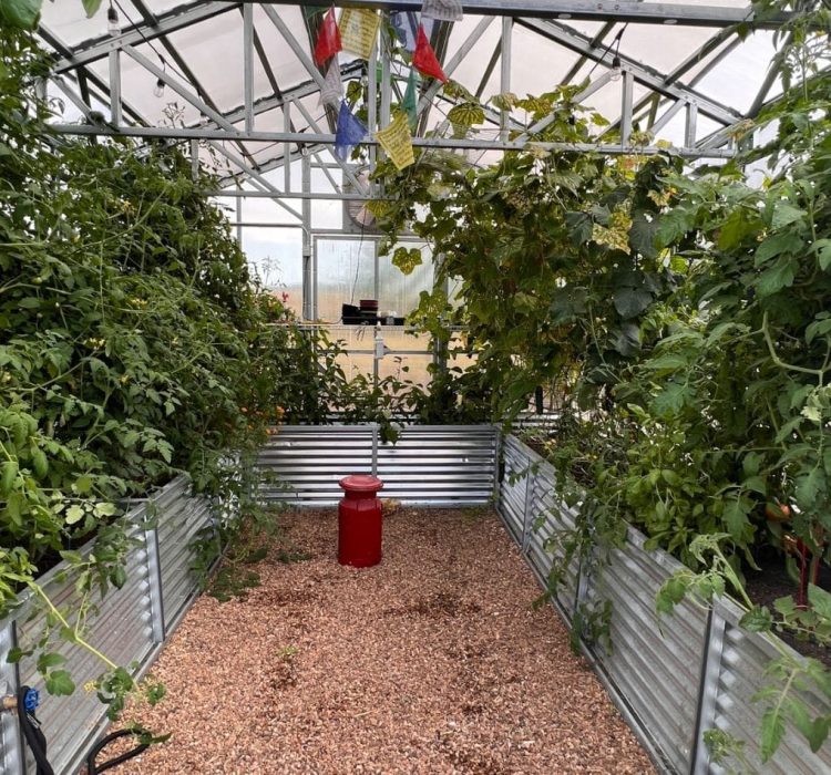 Interior view of a steel-framed greenhouse from B&T Manufacturing with full plant beds