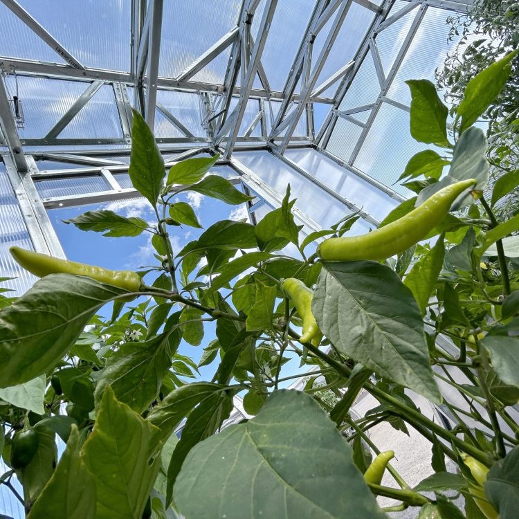 Plants being protected in a greenhouse, with a view of the sky